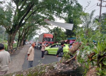 Akibat Pohon tumbang depan Ramil 12/Siabu Madina Listrik PLN Mati 