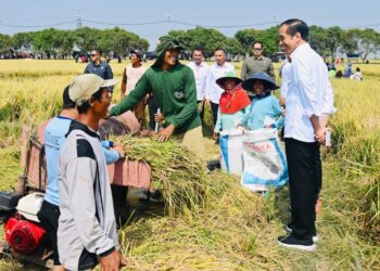Pastikan Produksi Padi Baik, Presiden Jokowi Cek langsung Panen Raya di Indramayu