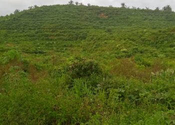 PT PSU Milik Pemprov Sumut Diduga Melakukan Pembodohan Terhadap Masyarakat di Kecamatan Lingga Bayu