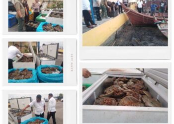 Ditpolair Polda Sumut Amankan Ribuan Ekor Blangkas