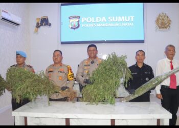 1,5 HA Ladang Ganja Ditemukan Polres Madina di Tor Shite
