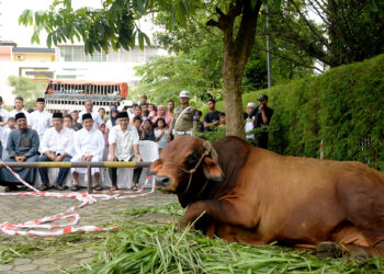 Pemprov Sumut Kurban 158 Lembu dan 3 Kambing, Lembu Kurban Pj Gubernur Hassanudin Berbobot 1 Ton Lebih