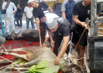 Idul Adha 1445 H/2024, DPD AMPI Sumut Sembelih 14 Hewan Kurban
