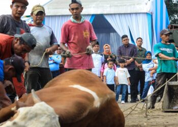 Bobby Nasution Saksikan Penyembelihan 92 Hewan Kurban Jajaran Disdikbud Medan