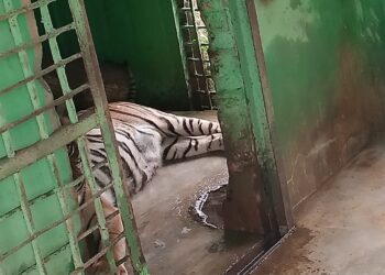 Menderita Penyakit Hati, Jantung dan Ginjal, “Si Manis” Mati di Medan Zoo
