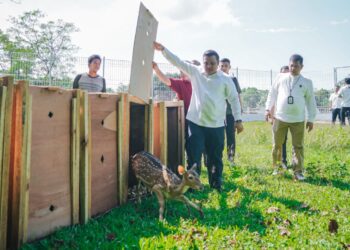 Satwa Unik Taman Cadika Bertambah, Pj Sekda Lepas 15 Ekor Rusa Totol Asal Istana Kepresidenan Bogor