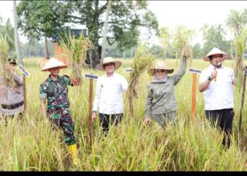 Kadis Pertanian dan Jajarannya Diduga Bohongi Presiden, Bupati dan Wakil Bupati Mandailing Natal