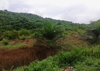 Gubsu Harus Tahu, Kebun Sawit PT PSU Simpang Gambir Sesudah Replanting Diduga Minus Perawatan