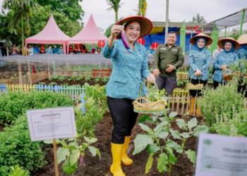 Airin Waas Tinjau & Panen Sayuran di Taman Setia Sempakata   