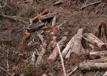 DPRD Sumut Desak Polres Humbahas Tangkap Pelaku Perambah Hutan di Desa Parnapa