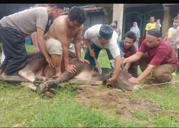 Keluarga Besar Alm Manahan Lubis dan Portibi Online Potong Hewan Qurban Bersama Masyarakat Tanjung Bunga