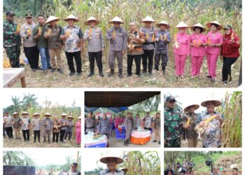 Bupati Asahan Ikuti Panen Raya Jagung Serentak yang Dipimpin Presiden Republik Indonesia