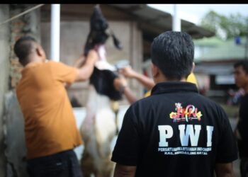 PWI Madina Laksanakan Kurban, Terima Bantuan Hewan Kurban dari Pemkab Madina