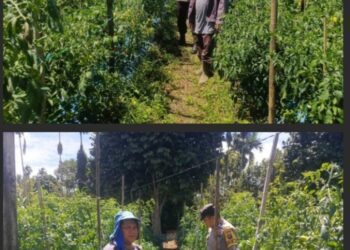 Bhabinkamtibmas  Polres Pakpak Bharat Dorong Dan Monitoring Program Ketahanan Pangan