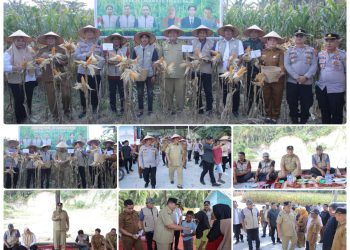 Bupati Asahan Hadiri Panen Raya Jagung di Tinggi Raja