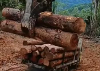 Diduga Pembalakan Hutan Tanpa Izin Marak di Sipoholon, Aparat Tegaskan Pelanggaran Berat UU Kehutanan