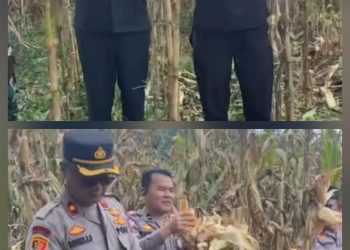 Komitmen Dukung Program Ketahanan Pangan Polres Pakpak Bharat Dan Stackholder Terkait Lakukan Panen Raya