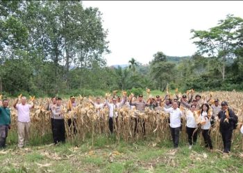 DISPANGTAN Kabupaten Pakpak Bharat Panen Jagung Perdana Milik BumDes Mantinada