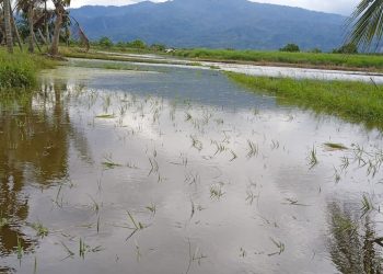 Diduga Akibat Penanganan Tanggul Asal-Asalan, Hujan Sedikit Saja Seratusan Hektar Lahan Pertanian di Huraba Kebanjiran