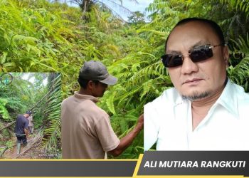 14 Tahun Tanpa Kepastian, Ali Mutiara Desak Pengembalian Hutan Adat dari PT PSU