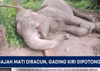 Gajah Dilindungi, Oknum Pemburu Ditindak Tegas di Kawasan TNTN