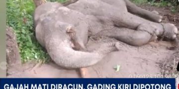 Gajah Dilindungi, Oknum Pemburu Ditindak Tegas di Kawasan TNTN
