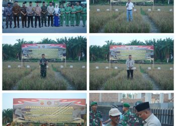 Kodim 0208/As Panen Lakukan Panen Raya Tanam Padi Gogo 