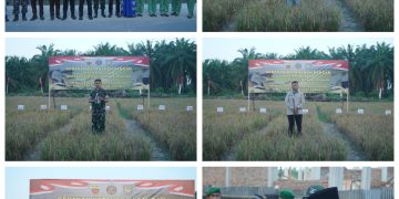 Kodim 0208/As Panen Lakukan Panen Raya Tanam Padi Gogo 