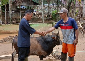 Gubernur Bobby Salurkan 10 Ekor Sapi untuk Korban Bencana di Tapsel dan Tapteng Jelang Lebaran