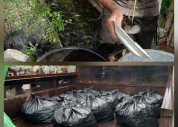 Kelompok Pembudidayakan Ikan (Pokdakan) Pakpak Bharat Panen Ikan Lele
