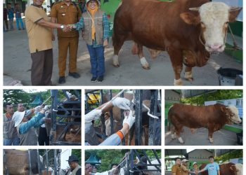 Pemerintah Kabupaten Asahan Gelar Pemeriksaan Kesehatan Hewan Qurban