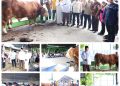 Bupati Asahan Saksikan Penyembelihan Sapi Bantuan Kemasyarakatan Dari Presiden Prabowo di Air Batu