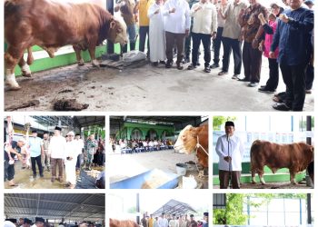 Bupati Asahan Saksikan Penyembelihan Sapi Bantuan Kemasyarakatan Dari Presiden Prabowo di Air Batu