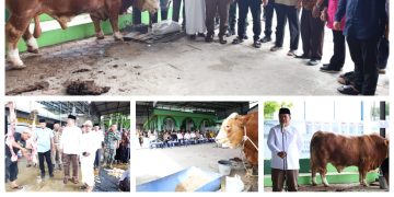 Bupati Asahan Saksikan Penyembelihan Sapi Bantuan Kemasyarakatan Dari Presiden Prabowo di Air Batu
