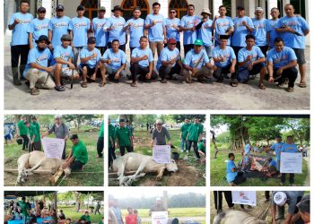 Idul Adha 2026 Keluarga Besar Bakrie Qurban 6 Ekor Sapi di Kisaran