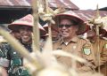 Di Hadiri Sekda Kabupaten Pakpak Bharat Batalyon TP 906 Sanalenggam Panem Perdana Jagung