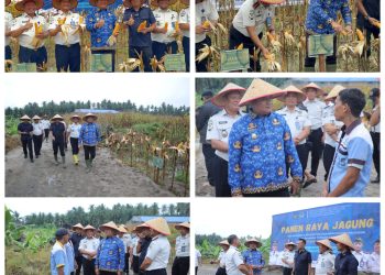 Wakil Bupati Asahan Ikuti Panen Raya Jagung di Lapas Minimum Security Asahan