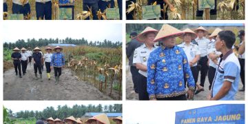 Wakil Bupati Asahan Ikuti Panen Raya Jagung di Lapas Minimum Security Asahan