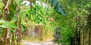 Diduga Gudang Limbah di Kelurahan Rengas Pulau Keluarkan Bau Busuk Hingga Resahkan Warga