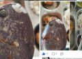 Video Viral Diduga Temukan Keong dalam Menu MBG di Bawolato, SPPG Akui Ada Laporan Makanan Tak Layak