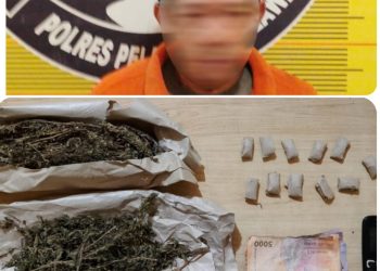 Polres Belawan Amankan Terduga Pengedar Ganja di Hamparan Perak