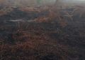 Lahan Sawit 5 Hektare Diduga Di Bakar, DPD Yayasan Barrata Minta Pelaku Diproses Hukum