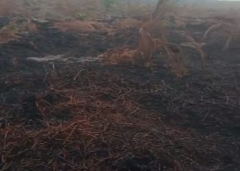 Lahan Sawit 5 Hektare Diduga Di Bakar, DPD Yayasan Barrata Minta Pelaku Diproses Hukum