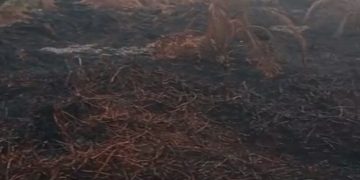 Lahan Sawit 5 Hektare Diduga Di Bakar, DPD Yayasan Barrata Minta Pelaku Diproses Hukum