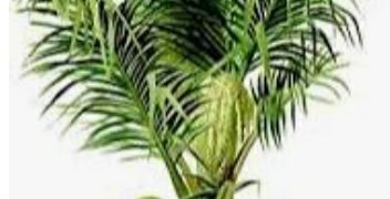 Program Bupati Pelalawan Tanam Pohon Aren, Dorong Ekonomi Masyarakat dan Kelestarian Lingkungan