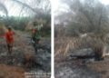Hotspot DLK Terdeteksi, Polsek Pangkalan Kuras Gerak Cepat Verifikasi Karhutla 2500 M2 di Kawasan TNTN