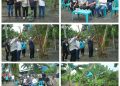 Bupati Asahan Panen Perdana Pisang Kepok Abu Hijau Surya