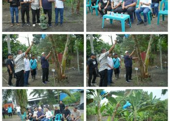 Bupati Asahan Panen Perdana Pisang Kepok Abu Hijau Surya