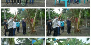 Bupati Asahan Panen Perdana Pisang Kepok Abu Hijau Surya